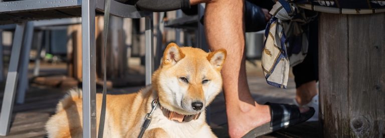 chiens_terrasses